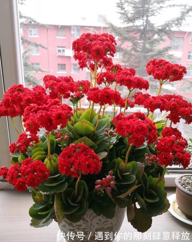 长寿花生虫没关系，3招就解决，啥虫都消灭，效果杠杠的