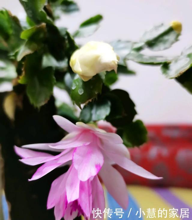 虎皮兰|这5种花不过时,深受阳台党的喜爱,首次养花可参考