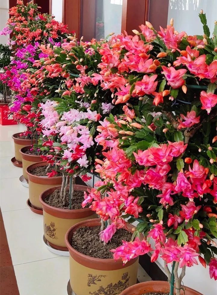 天气一天天转暖,几种花卉养护要注意,不能浇太多水,会出问题