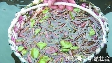 抗衰老素|农村长在水里的这些野菜,提高智力,润肺化痰,抗衰老,你认识吗