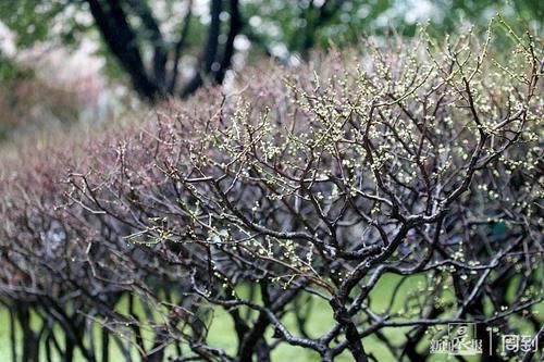 晨镜头|外滩黄浦公园:雨中红梅含苞待放,春节期间将迎盛花期 | 有个