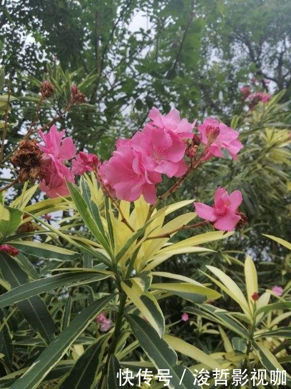 花友们|“5种”有毒花别乱养,换盆要戴手套,小心皮肤红肿