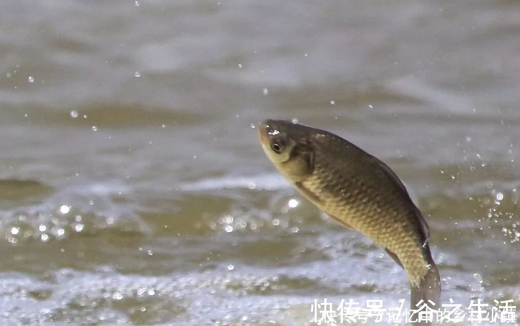 听说鲫鱼很难钓?饵料这样搭配,上鱼速度真的牛!