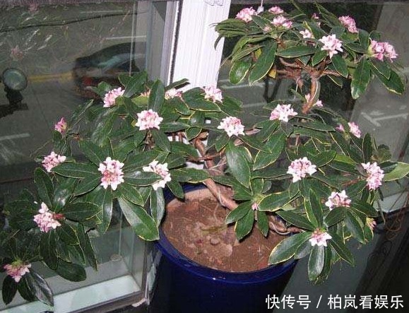 瑞香花|有1种花,比栀子花还要香,能净化房间异味,让人们生活更健康