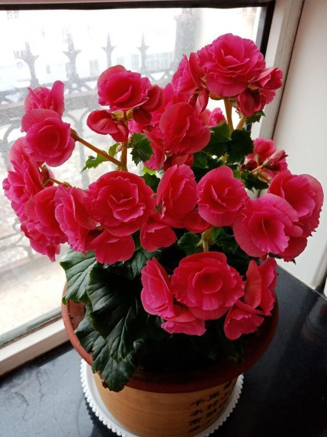 10种花适合养窗台，晒晒太阳，浇浇水，一年300多天都开花