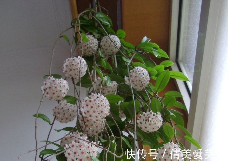 没有院子,受限于盆栽就养情人球兰,照顾到3点,花期长、香味浓