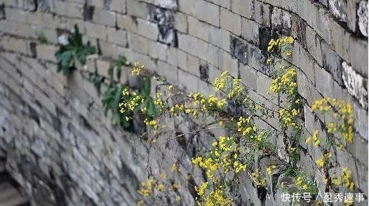 千古|千古一帝雍正，清西陵里到底藏着多少秘密？