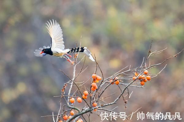 七律@律诗/七律《鸿鹊》