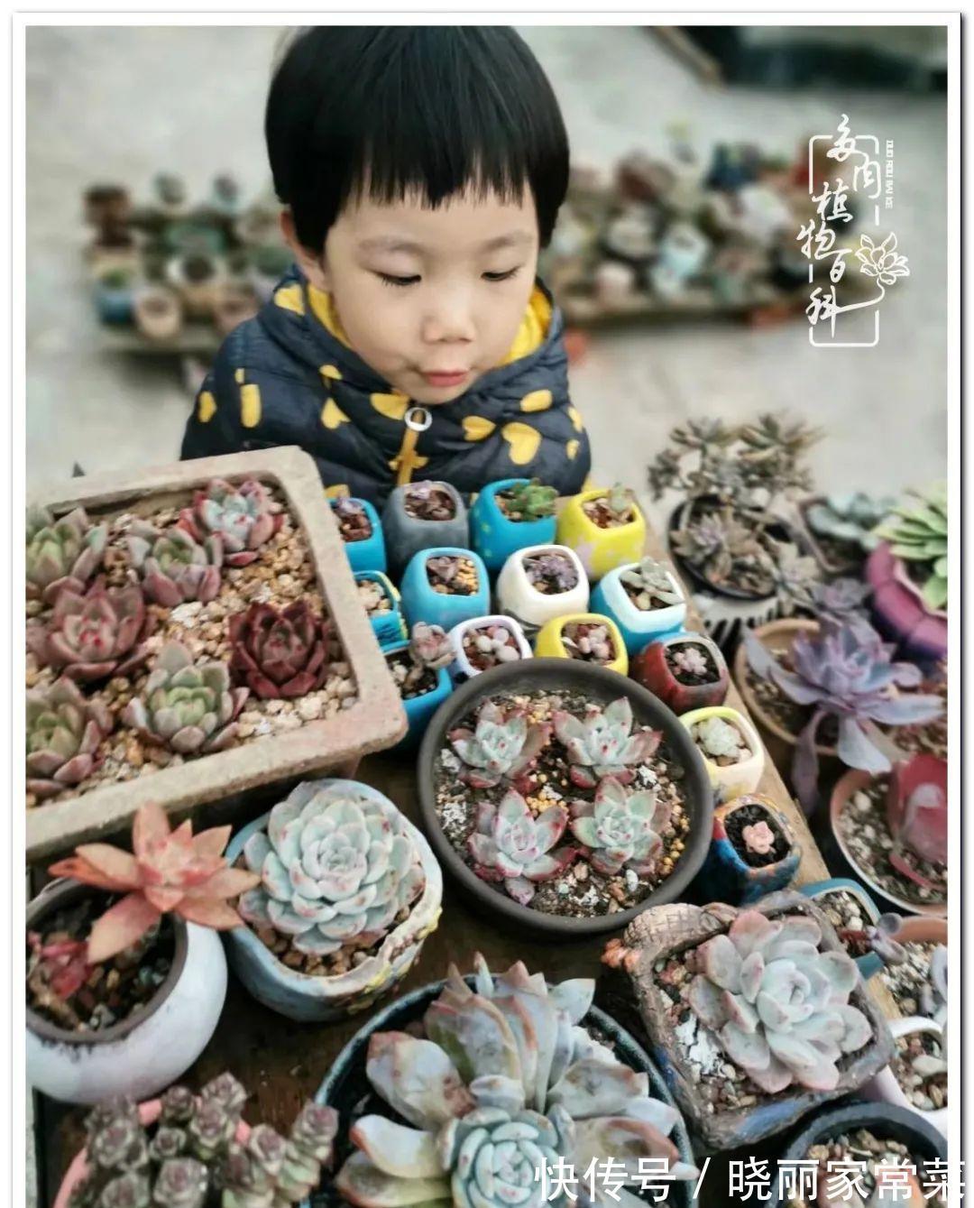 百科|多肉之路,让我沉醉,浮世三千,有肉就欢!