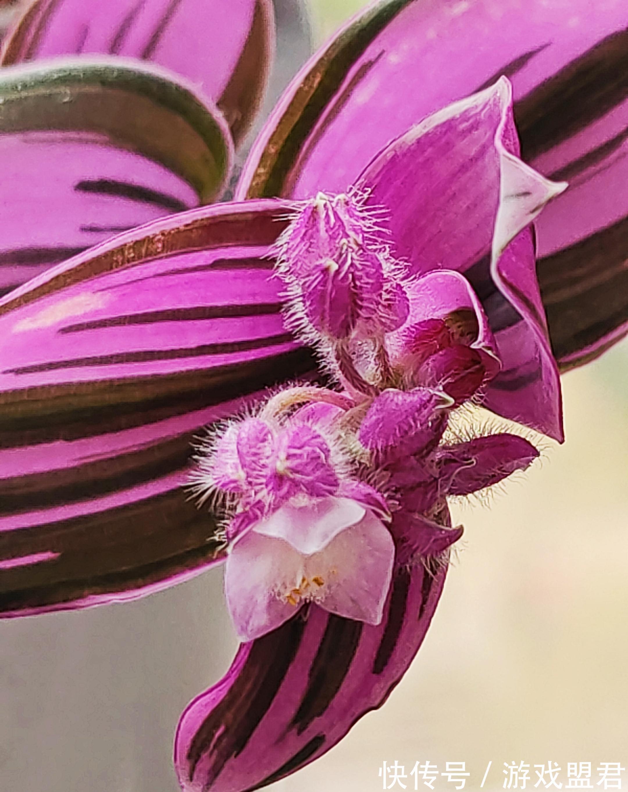 特爱“吃土”的8种花,该换盆时就换盆,别偷懒