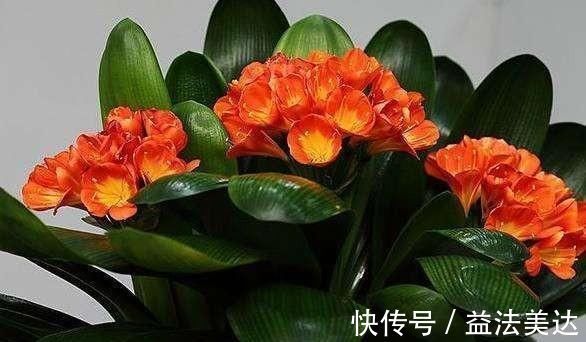 植株|想要君子兰开花，有一个小方法，叶片蹭蹭长得快，花开的漂亮极了