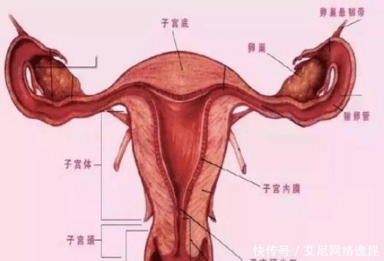 现象|子宫有炎症的女性,上厕所就有四种现象,教你三招预防子宫疾病