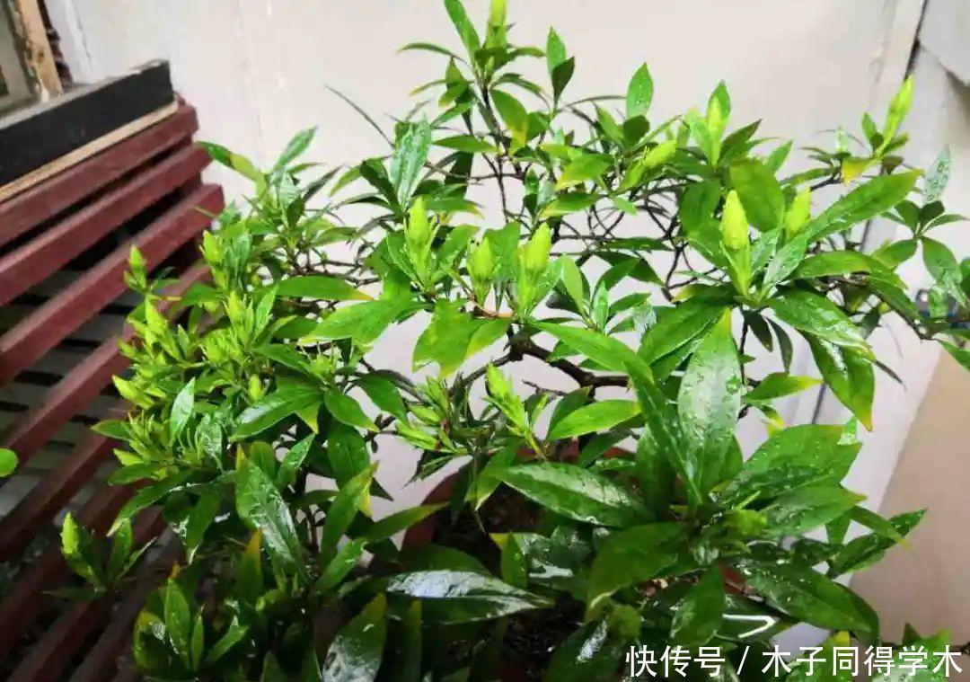 马上进入花期的花,10天一次肥,下个月就开花