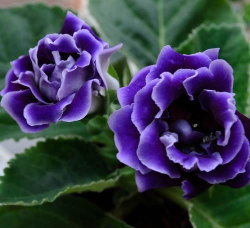  逼人|香气逼人的4种花，家里养一盆，一年四季开花不断