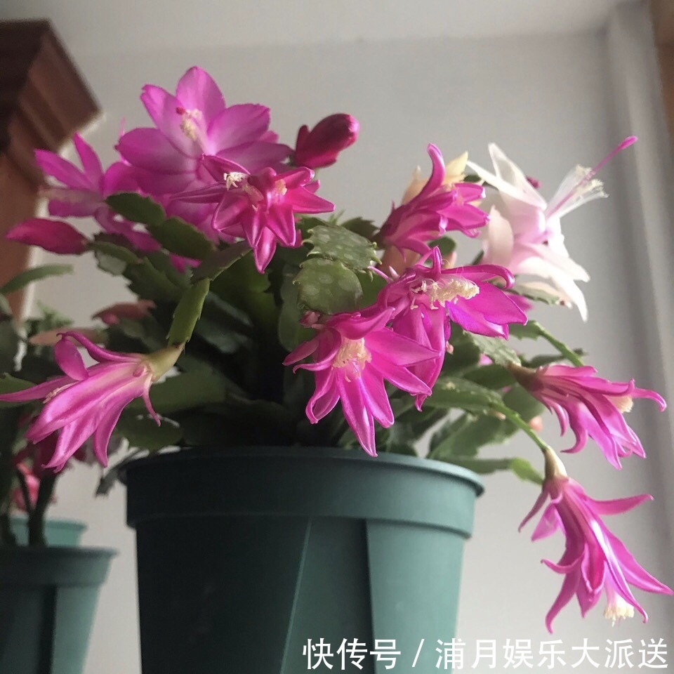 夏天|到了夏天，蟹爪兰叶子“耷拉、断裂”，没有放对位置，赶紧搬