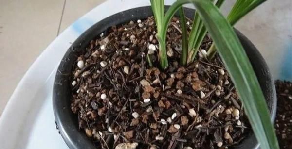 君子兰萎靡不振该怎么办？用完这3样肥料，植株马上变精神