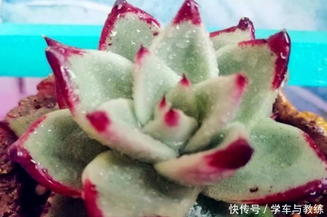 多肉乌木,养好不难,繁殖不易,尤其是播种要注意这些,才会发芽!