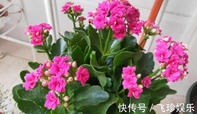 圣诞伽蓝菜|气温超过35℃,长寿花有“3怕”,难怪易黑腐,最后只“剩盆”!