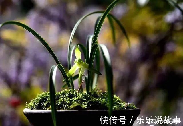 兰花养不好，主要是这5个原因，做好这几点，叶片葱绿花苞多