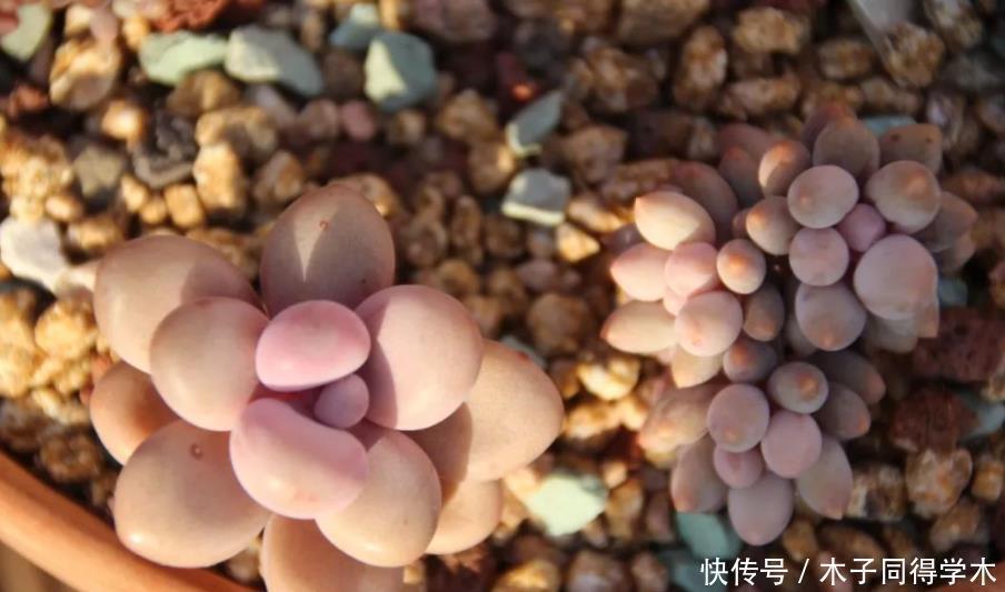 一般人|5种一般人养不活的多肉,入坑前要做“功课”,不然养一盆死一盆