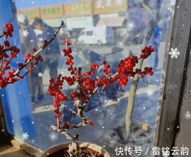 院子里种4种树,注意辨别“公母”,选错了只开花不结果