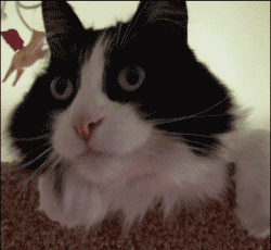 |搞笑动图:这狗牵出去一定霸气!