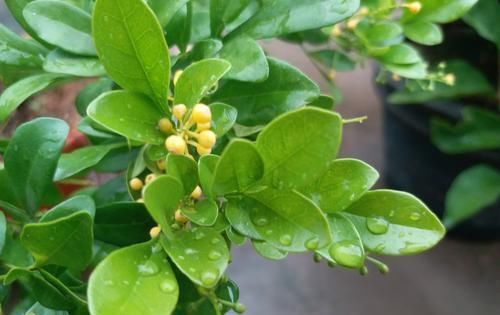 米兰花|最适合6月扦插的5种花，成活率高，再不扦插就要等来年