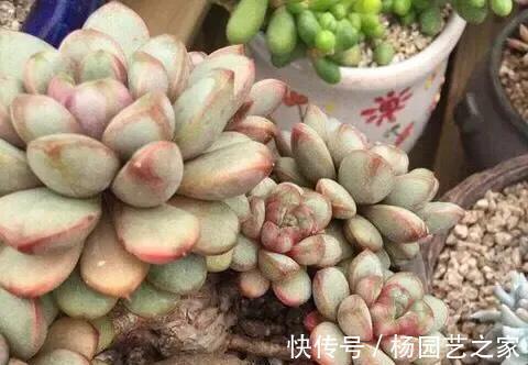 叶片|隐藏在多肉植物当中的5种水果,长得太像了,看着都想咬一口