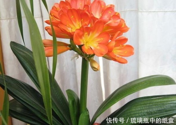 君子兰不花钱就能养仅用这“1妙招”,30天出一盆,赶紧看看!