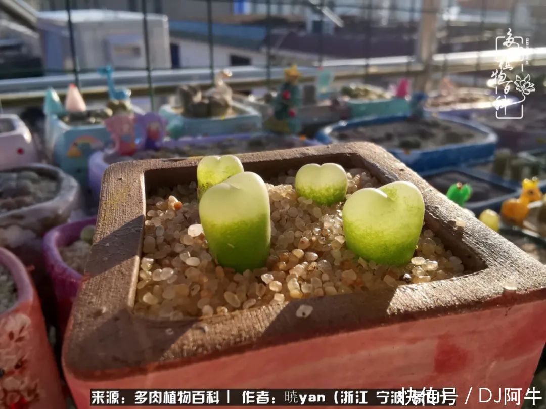 入多肉坑八年,始于初心,一切但求无愧于心