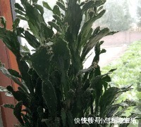 导师|张艺兴当导师自备耳机, 当看到他耳机那刻, 所有选手炸锅了!