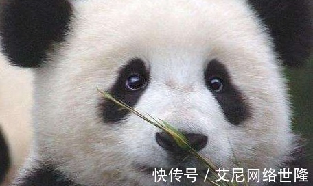 七彩鱼身上有白色凸起 七彩鱼身上有白色凸起