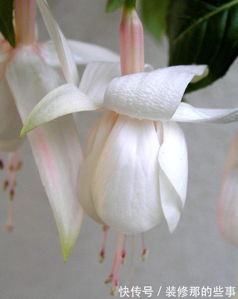 倒挂金钟|刚买的倒挂金钟盆栽如何服盆,怎么才能让它安全度夏?