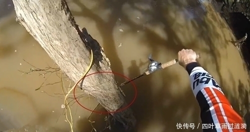 钓鱼|鱼很聪明，绕过大树，鱼竿只能跟着绕，看到鱼获让人激动