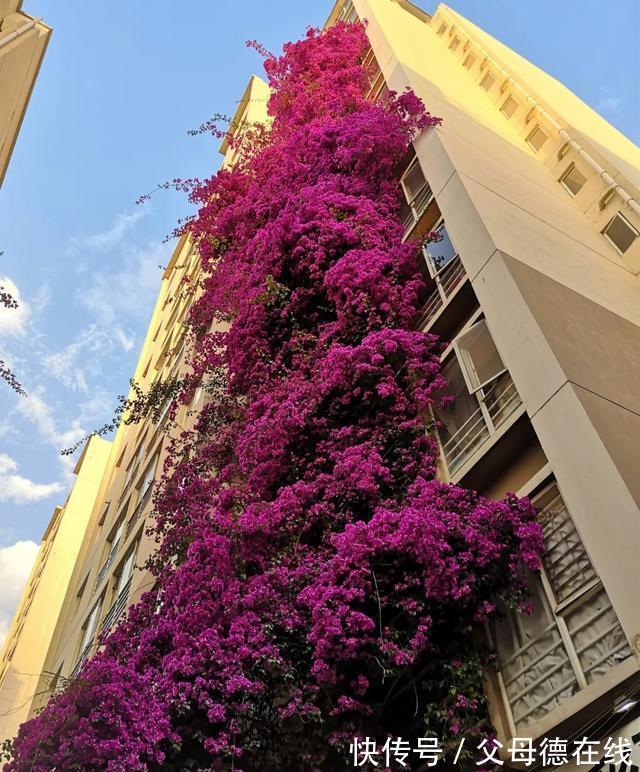 三角梅只长叶子不开花?秋天四不做,花朵多到看不见叶子