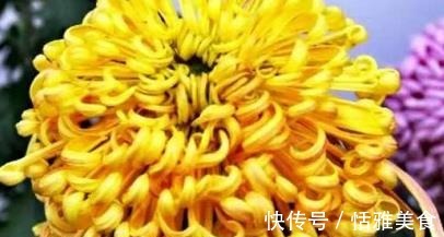 喜欢菊花，那就养盆“珍稀名菊”檀香钩环，花似黄金，花型似碗