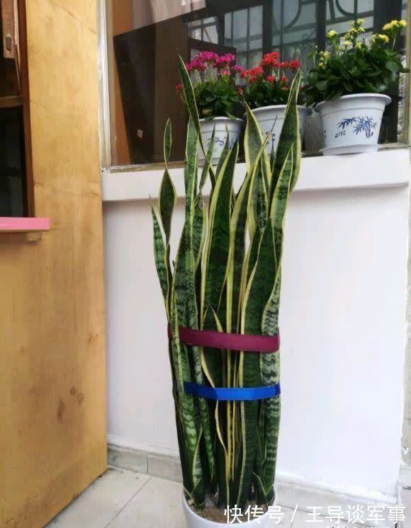 观叶|单棵虎皮兰孤零零，喂点“羊粪球”，小芽窜不停，10天长满花盆