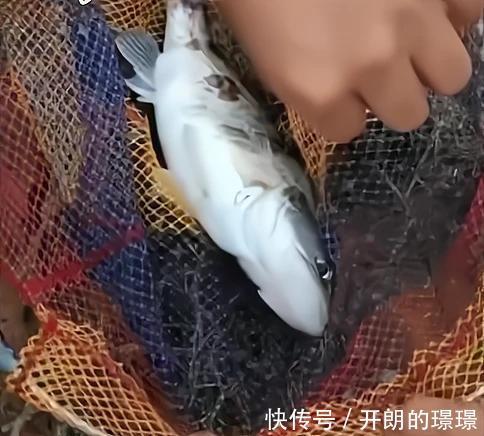 湖北一条河鳜鱼大爆发,短时间内钓了半护,有钓友为钓鱼请假一周