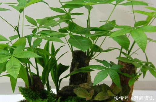 潮湿|养花高手都有这3个“好习惯”,花开更艳丽,轻松爆满盆