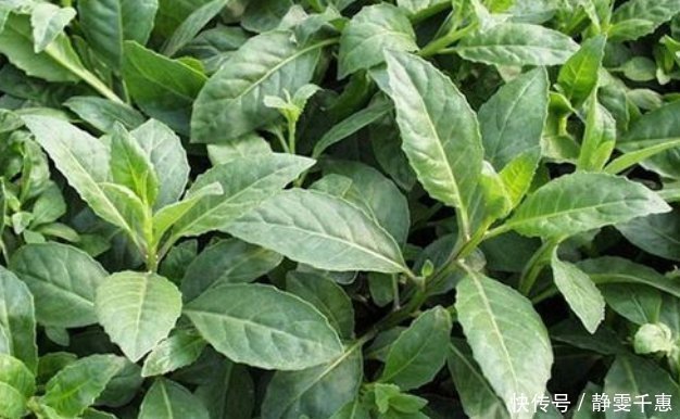 刺苋菜|人称“长寿菜”,过去常用来喂猪,但含钙比菠菜高,看见别扔