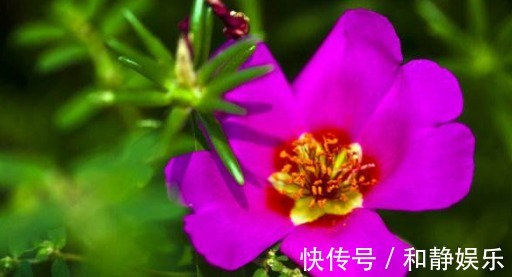 在家养盆太阳花,养护记住以下3个小技巧,今年开花明年还能开