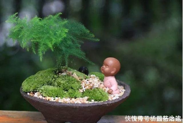 养文竹浇水要小心,注意3个方法,不黄叶、不烂根,蹭蹭长