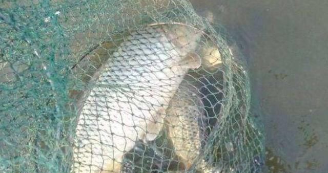 浑水也能钓鱼,老司机漫谈夏季浑水钓鱼技巧