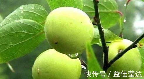 排毒|越吃越好的食物,推荐给大家,保肝护肾,促进排毒,预防便秘