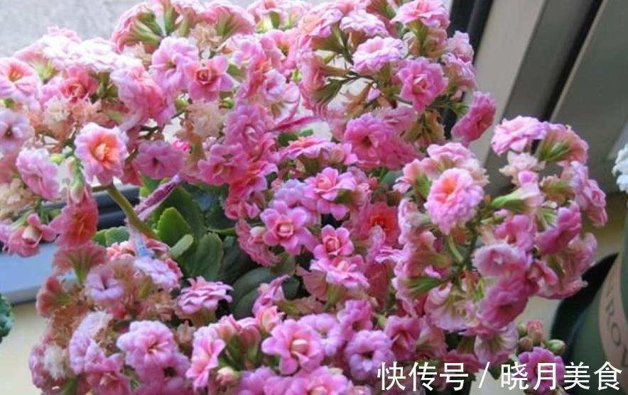 新手须知:秋冬养长寿花,5个要点要谨记,做好了才能早开花