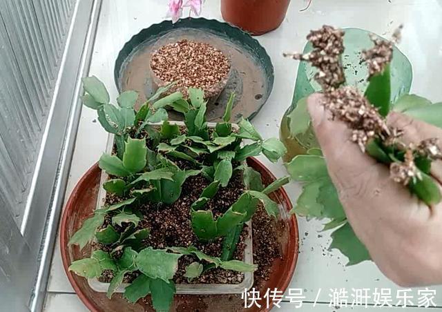 生根|扦插“蟹爪兰”,生根后快“挪窝”,挪一棵爆一盆