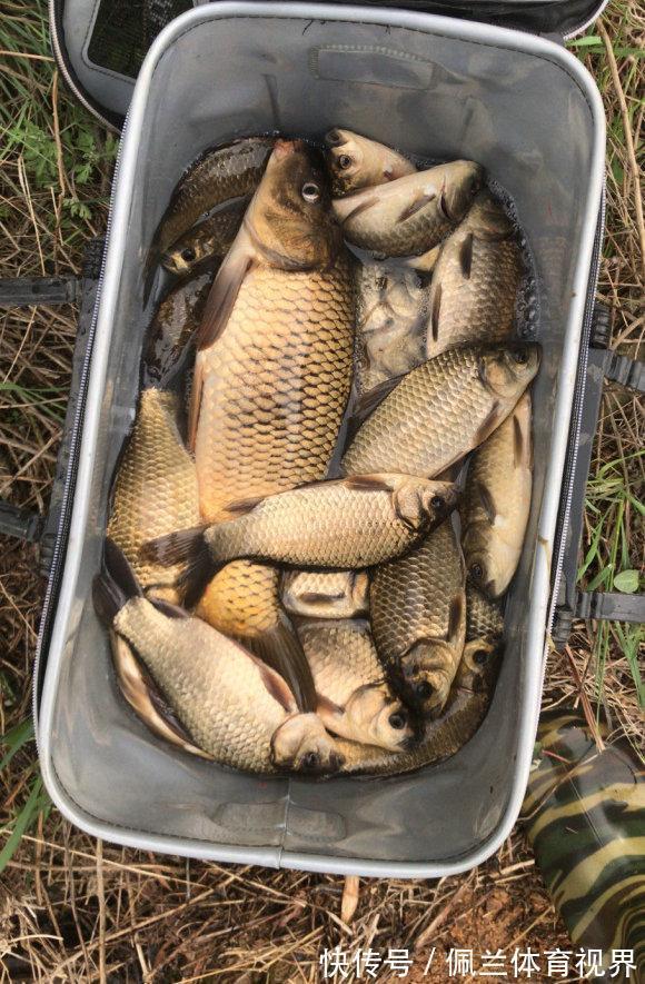 沈阳一水库鱼王被人钓起,有人想花1000买下放生