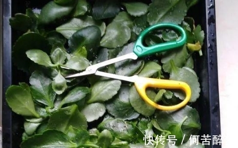 修剪掉的长寿花枝叶该不该扔,怎么处理好?