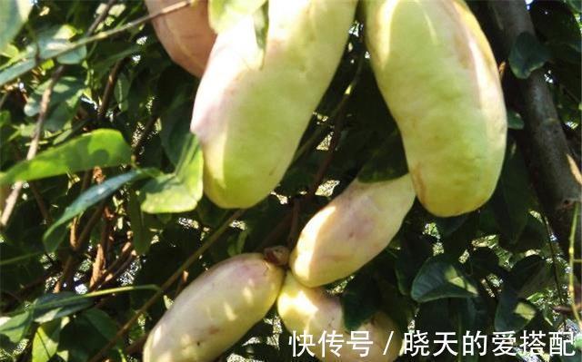 心理健康|以前农民看不上眼的它,现在不种玉米专种它,一年净赚十多万!