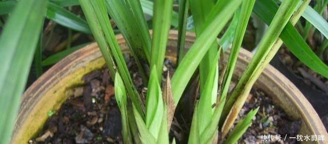 花友们|兰花盆土加点“万能肥料”,用对方法,可能真的10年不需要施肥!